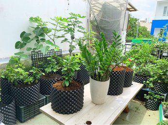 Tạo dựng vườn rau, vườn trái cây sân thượng bằng Bầu Ươm V6 - Bầu Ươm Thông Minh BoSaVina