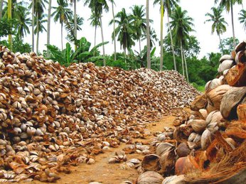 Sản xuất Mụn dừa thô từ quá trình nghiền vỏ dừa