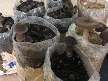 kỹ thuật trồng nấm mối đen