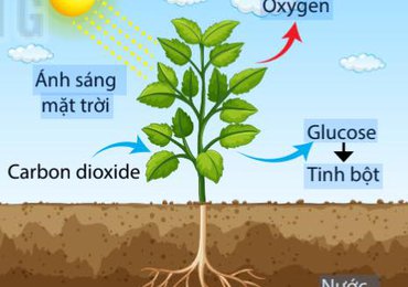 Câu chuyện Cỏ Dại: Phần 4 - Cơ chế sinh trưởng của cây và tận dụng nguồn dinh dưỡng dồi dào từ cỏ dại